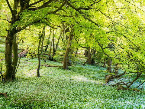 View of wild garlic flowers blooming under a lush green beech tree canopy in a spring forest in Oxfordshire, United Kingdom.