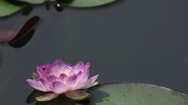 Queen Sirikit Lotus is a new hybrid lotus variety that is beautiful and rare. It was given the new name "Queen Sirikit Lotus" by royal decree. Thailand

