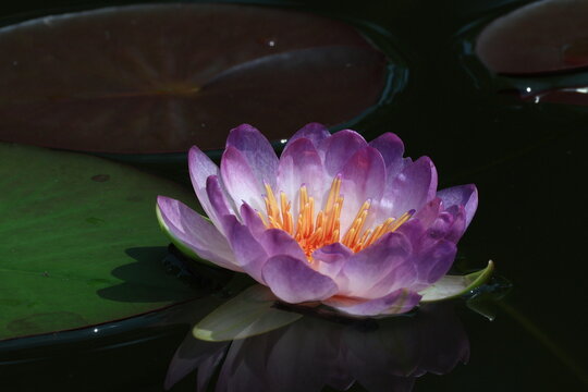 Queen Sirikit Lotus is a new hybrid lotus variety that is beautiful and rare. It was given the new name "Queen Sirikit Lotus" by royal decree. Thailand
