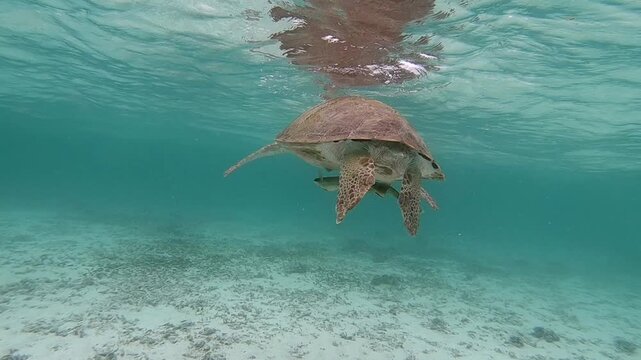 The green sea turtle (Chelonia mydas) with cleane fish is greazing on seagrass. Green sea turtles have a variety of parasites including barnacles, leeches, protozoans, cestodes, and nematodes.