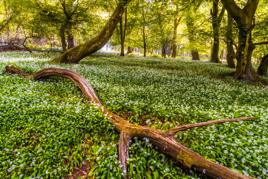 View of a lush forest floor covered in white wild garlic flowers with a fallen mossy log and sunlight filtering through green trees in Oxfordshire, United Kingdom.