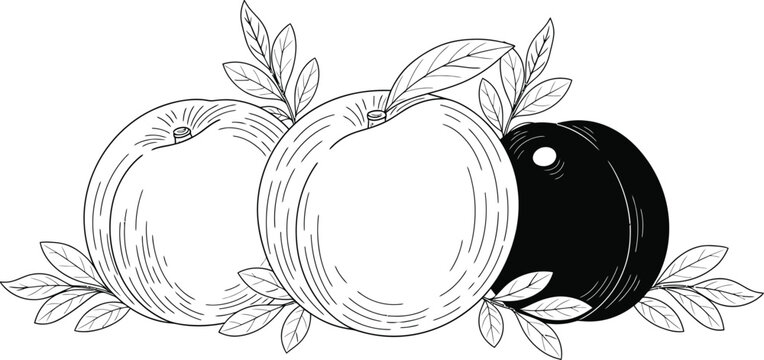 Black and white illustration of three peaches with leaves