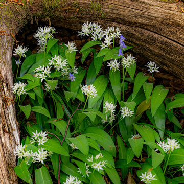 View of wild garlic and bluebells blooming beneath a mossy fallen log in a forest in Oxfordshire, United Kingdom.