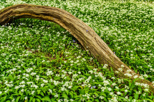 View of a fallen mossy log resting on a carpet of blooming wild garlic and bluebells in a lush forest in Oxfordshire, United Kingdom.