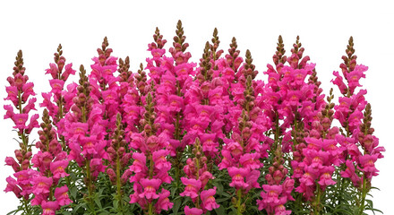 Obraz premium A cluster of vibrant pink snapdragon flowers with green stems and leaves isolated against a solid black background, close-up view