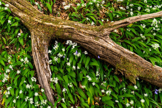 View of a fallen mossy tree trunk lying across a carpet of wild garlic flowers and lush green leaves in Oxfordshire, United Kingdom.