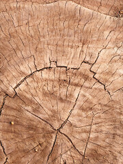 Fototapeta premium Natural Tree Trunk Cross Section Texture