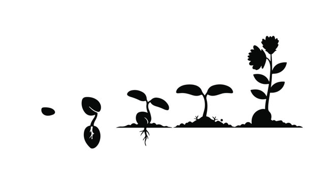 Plant growth sequence displays the natural biological progression from a single dormant seed through germination and sprouting to a fully blooming flower in a clear chronological visual flow.