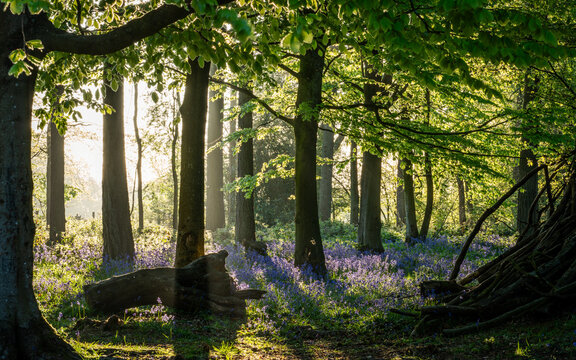 View of Bluebell Woodlands with vibrant purple flowers carpeting the forest floor under a canopy of lush green trees and soft morning sunlight Oxfordshire, United Kingdom.
