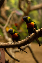 two vibrant rainbow lorikeets perched on gnarled branches in a dim leafy aviary  warm moody lighting highlights iridescent green, red and orange plumage, textured bark and soft bokeh background © Yaraslava