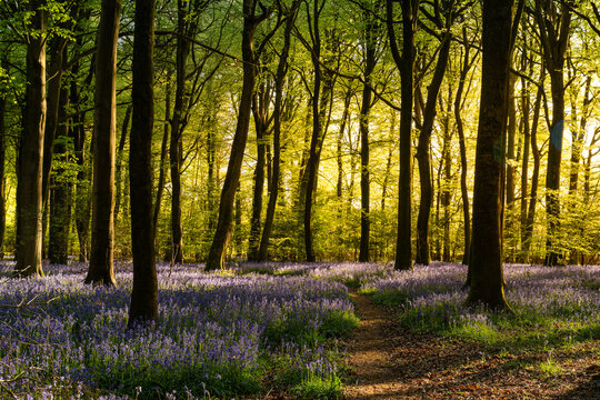 View of Bluebell Woodlands with a carpet of purple flowers under tall trees and golden sunlight filtering through the canopy in Oxfordshire, United Kingdom.