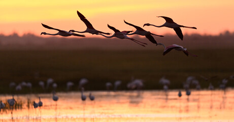 Flamingos at dusk in golden tones with a flying group over the Doana marshes © Antonio