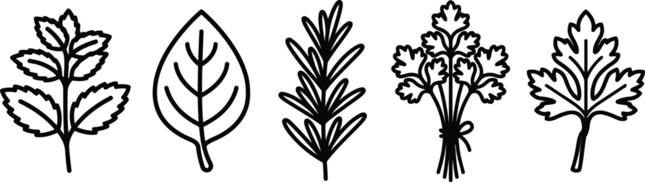 Set of fresh culinary herbs and green leaves line icons