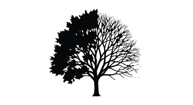 Tree shows a split seasonal transition with half of the branches full of leaves and the other half bare to represent the duality of nature and the changing passage of time throughout years.