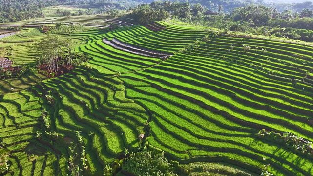 Aerial view of lush terraced rice fields forming beautiful green patterns across hills, showcasing tropical agriculture and scenic rural landscape. Indonesia rural landscape.