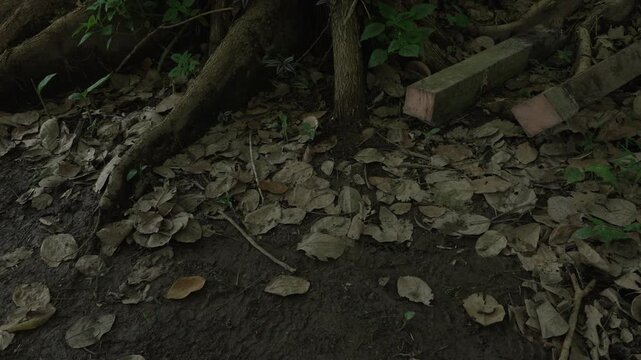 Thick tree roots intertwine with leafy undergrowth near rustic cabins in an Amazonian setting. Ideal for nature documentaries or travel features.