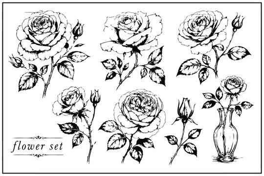 Black and white vintage rose flowers set illustration Vector