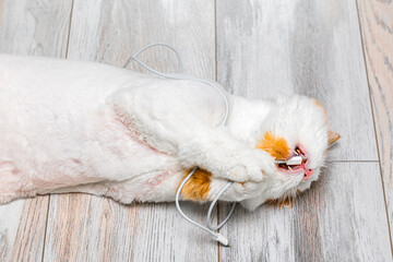 The cat grabbed the phone's charging cable with its paws. A domestic cat chews on a USB phone cable. Cats like to chew wires.  © Oleg Opryshko