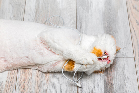 The cat grabbed the phone's charging cable with its paws. A domestic cat chews on a USB phone cable. Cats like to chew wires. 