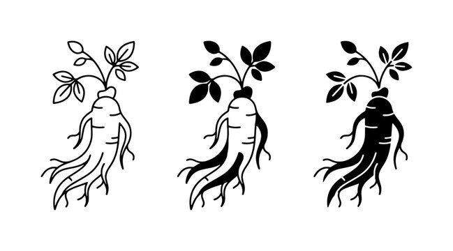 Ginseng Root Vector Icons, Herbal Medicine Plant Illustrations, Natural Health Ingredient Graphics