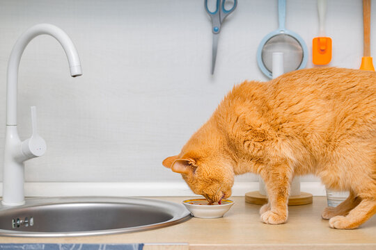 A ginger cat eats food while sitting on a kitchen countertop. A cat eats wet food while sitting on a table. the cat eats from a bowl