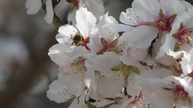 Bee white flowers of almond tree close-up. Honey bee flies and pollinates. Flowering in spring season.