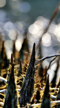 Pneumatophore root detail vertical spike roots against ecf c be gigapixel standard scale xVertical pneumatophore root detail with sharp spikes, sunlight bokeh background, wetland mangrove forest
