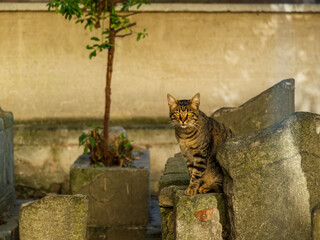 cat on a stone of the cemetery in Istanbul Turkey © Gennady Kurushin
