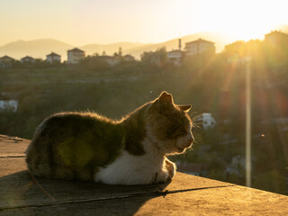 cat on the roof of house in Safranbolu Turkey © Gennady Kurushin