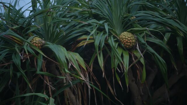 沖永良部島に自生する南国特有の植物アダンの木と果実