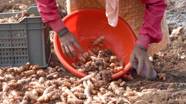 happy indian female worker working at turmeric agricultural field