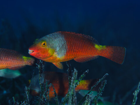 Mediterranean parrotfish