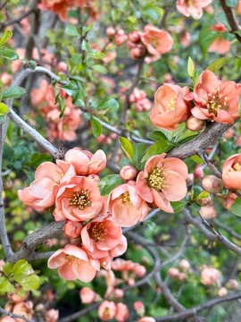 Japanese Quince Blooming in Spring Garden