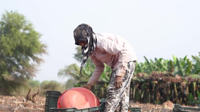 happy indian female worker working at turmeric agricultural field