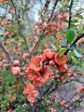 Japanese Quince Blooming in Spring Garden