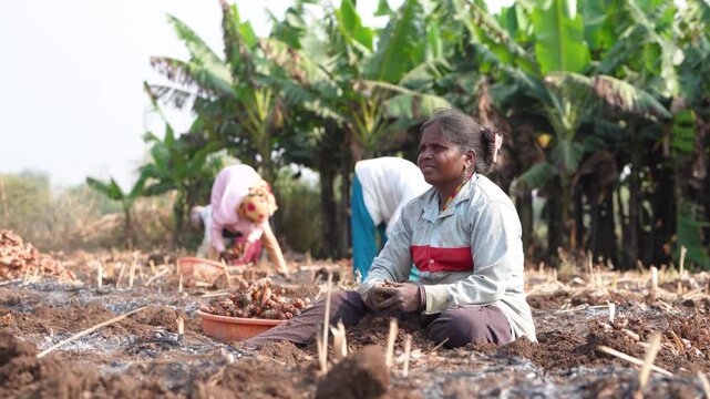 group of indian female worker working at turmeric agricultural field