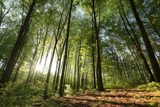Majestic spring beech forest on a sunny May morning, Poland