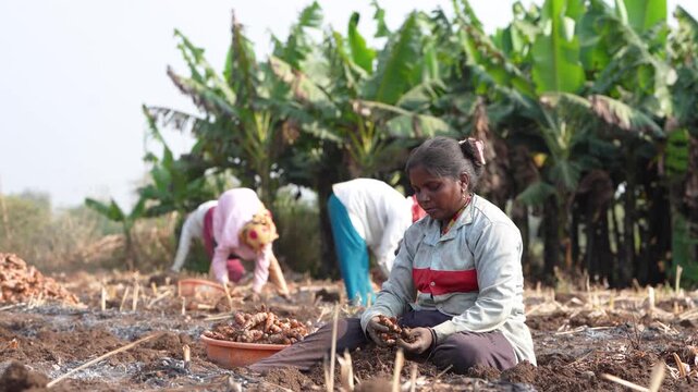 group of indian female worker working at turmeric agricultural field