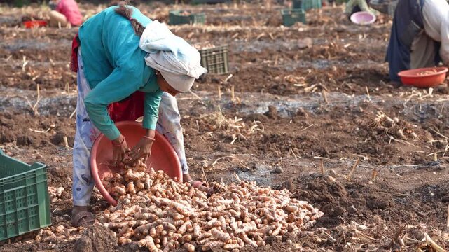 Indian female labor working at turmeric field 