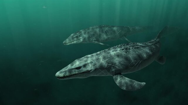 underwater 3d animation of of massive Mosasaurs swim gracefully through a deep prehistoric ocean 