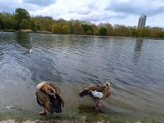 ducks on the lake © AlbaDelMar