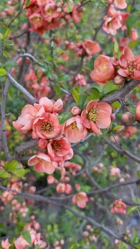Blooming Japanese Quince Branch in Spring Garden