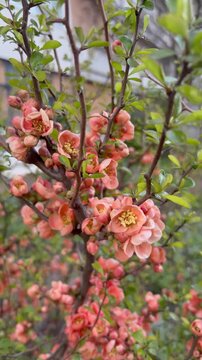 Blooming Japanese Quince Branch in Spring Garden