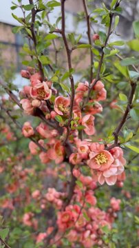 Blooming Japanese Quince Branch in Spring Garden
