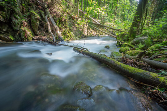 View of the fast-flowing mountain stream in Vajskovska dolina with mossy rocks and fallen logs in a lush green forest Dolna Lehota, Banskobystricky kraj, Slovakia.