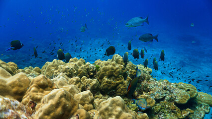 Obraz premium Underwater photograph of a beautiful coral reef and marine life. From a scuba dive in Thailand.