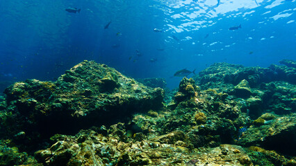 Obraz premium Underwater photograph of a beautiful coral reef and marine life. From a scuba dive in Thailand.