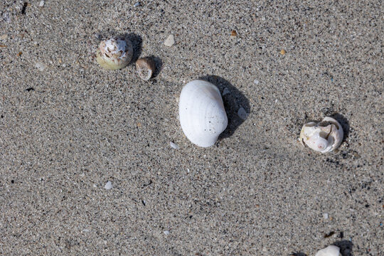 Seashells on sandy beach surface with texture