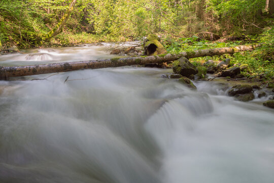 View of the Vajskovska dolina stream with silky water flowing over rocks and fallen logs in a lush green forest Dolna Lehota, Banskobystricky kraj, Slovakia.