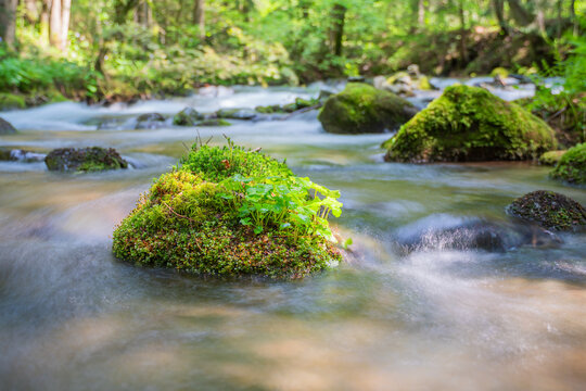 View of Vajskovska dolina with moss-covered rocks in a flowing mountain stream surrounded by a lush green forest in Dolna Lehota, Banskobystricky kraj, Slovakia.